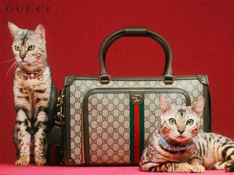 chat gucci|guccichats.